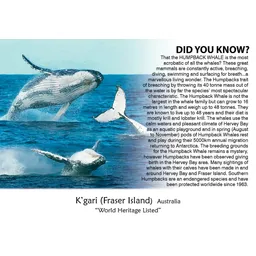 Kgari Fraser Island DYK Whales