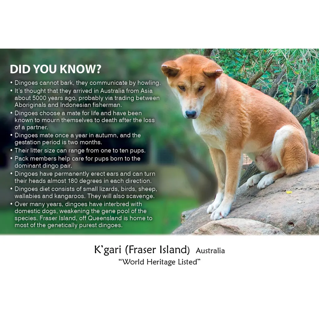 Kgari Fraser Island DYK Dingo