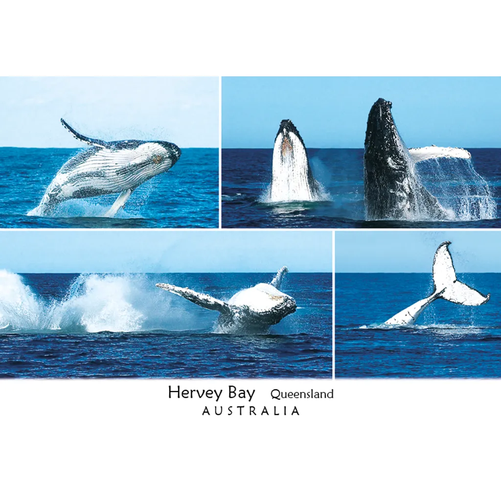 Hervey Bay Whales 4 view