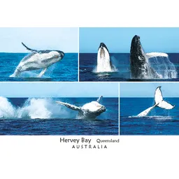 Hervey Bay Whales 4 view