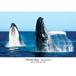 Hervey Bay Humpback Whales