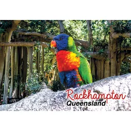 Rockhampton Banyan Tree Lorikeet