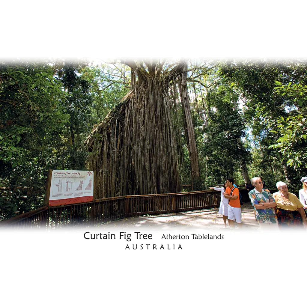 Curtain Fig Tree