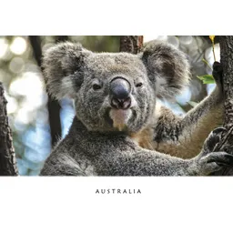 Koala