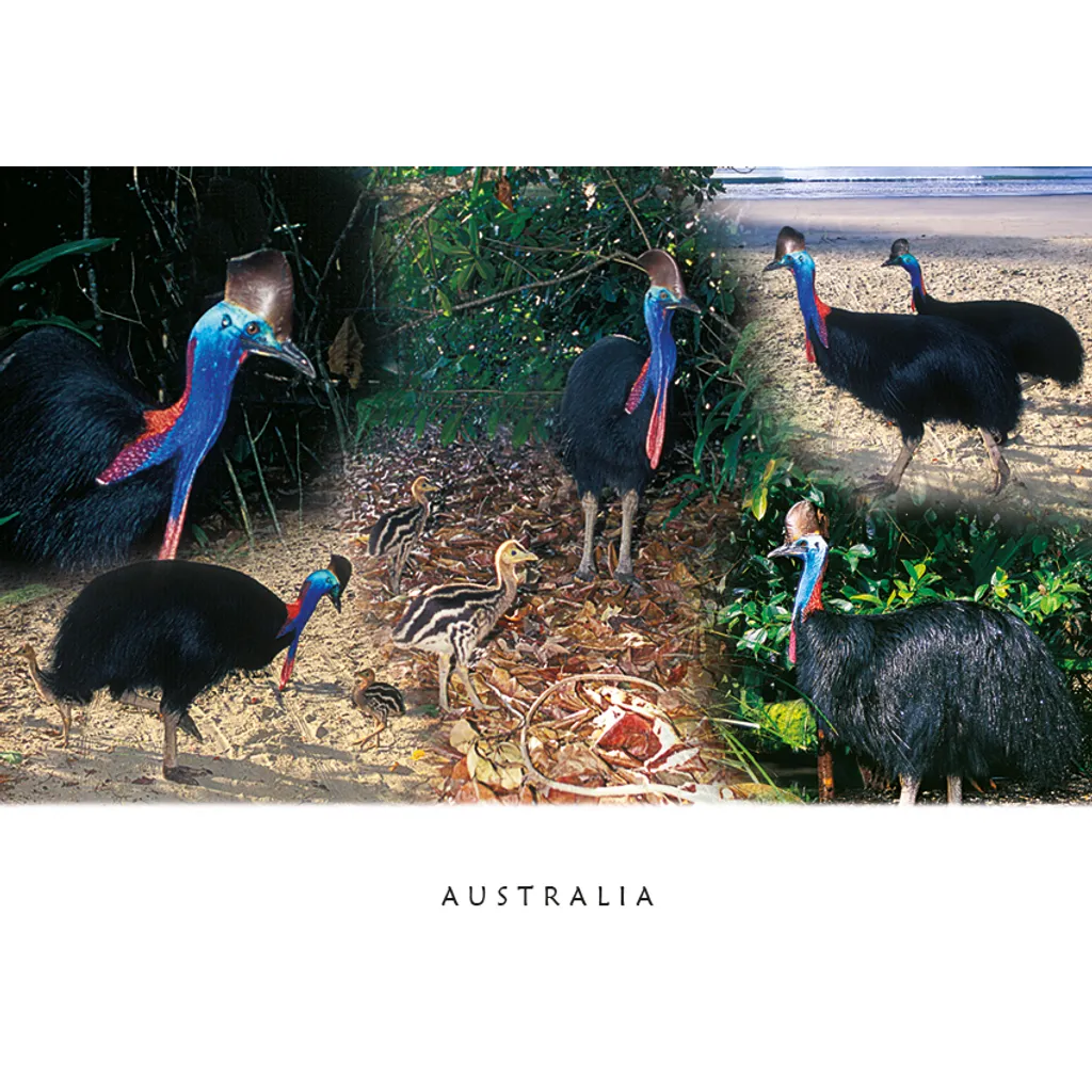 Cassowaries