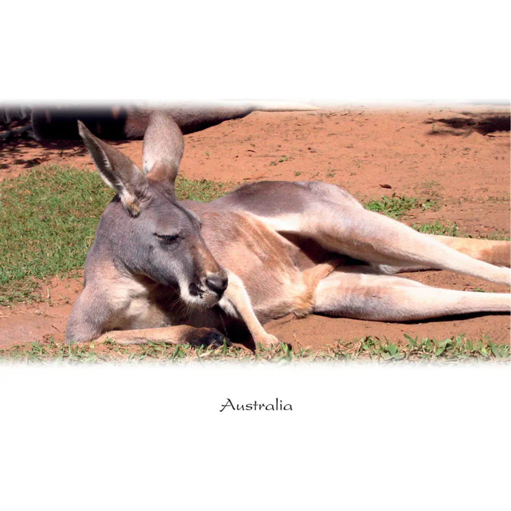 Kangaroo