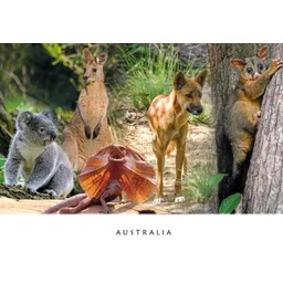 Native Animals