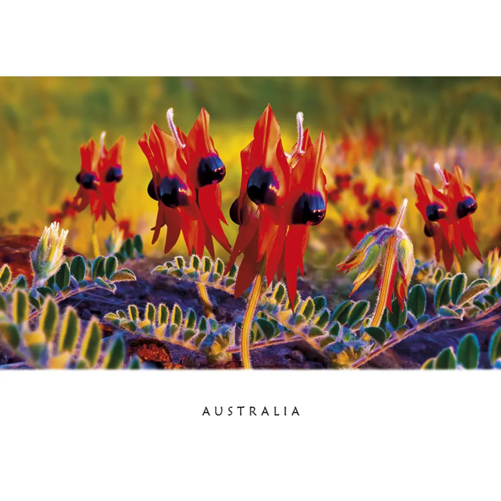 Sturt Desert Pea