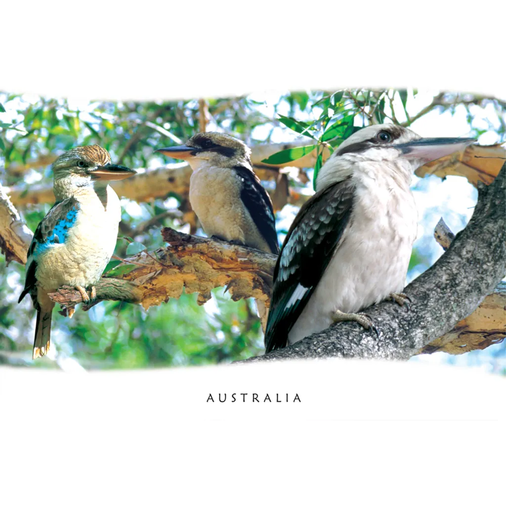 Kookaburras