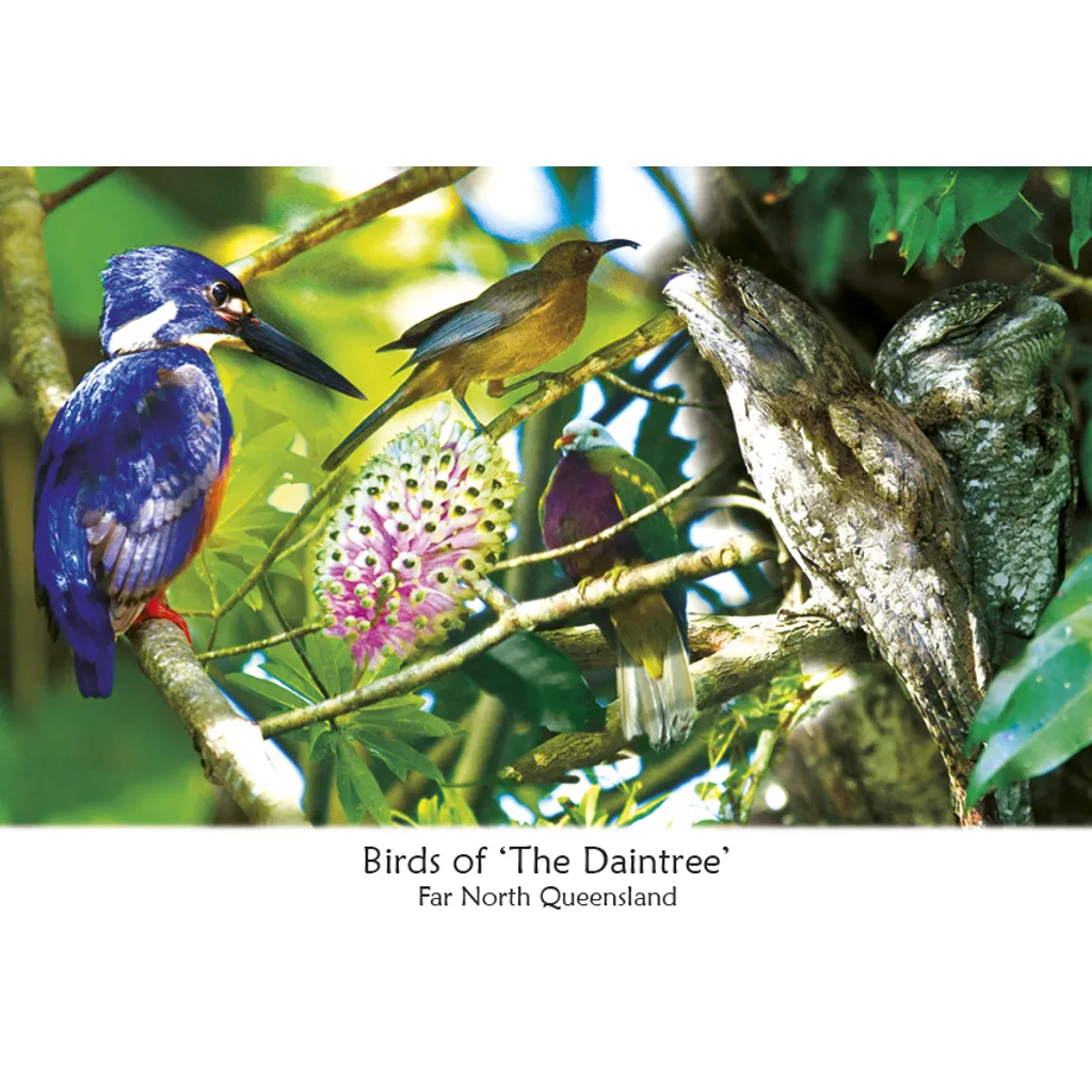 Birds of the Daintree