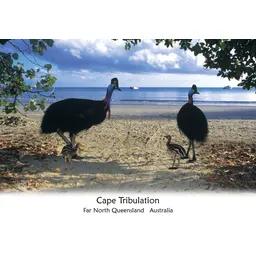 Cassowaries Cape Tribulation