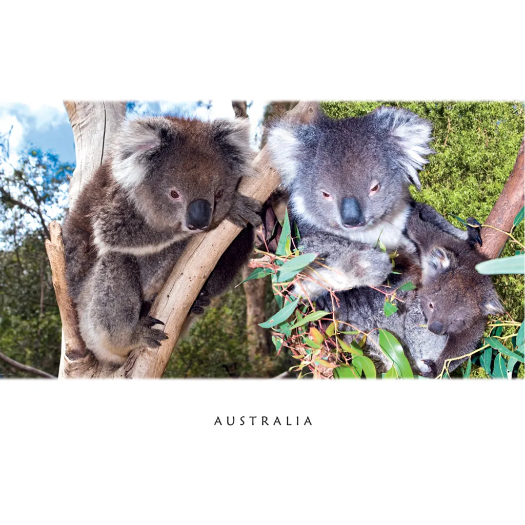 Koalas