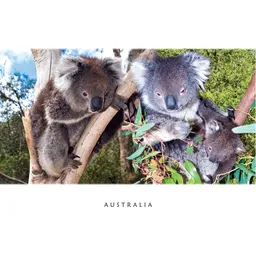 Koalas