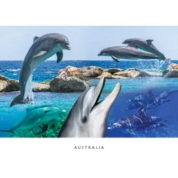 Dolphins