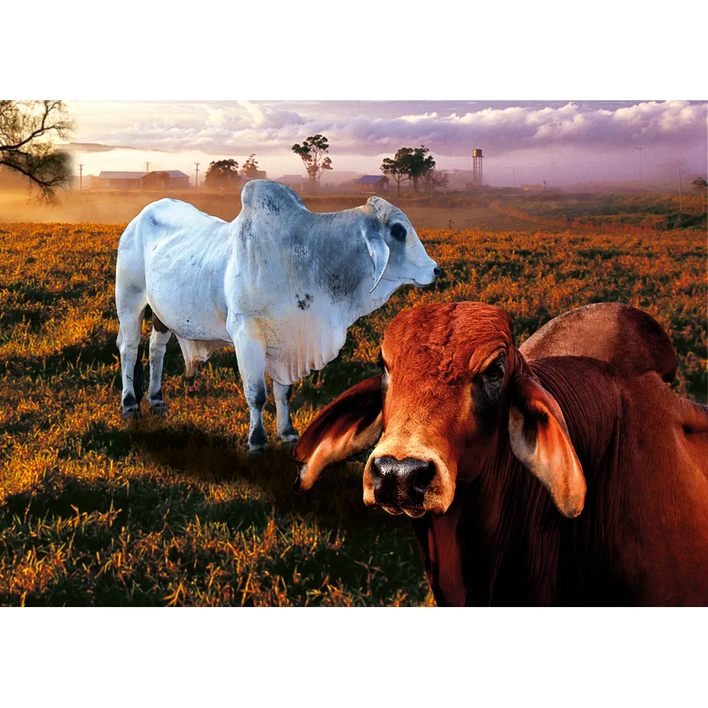 CARD - 3D - Brahman Bulls