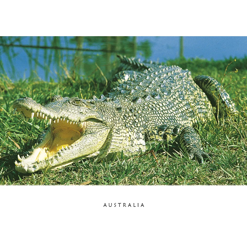 Crocodile