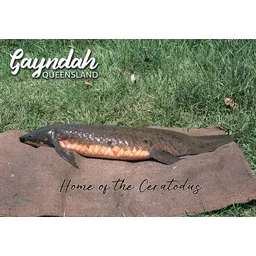 Lung Fish Gayndah 