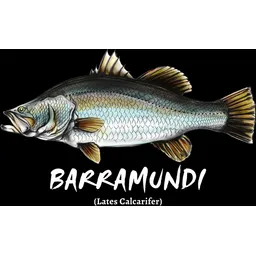 Barramundi