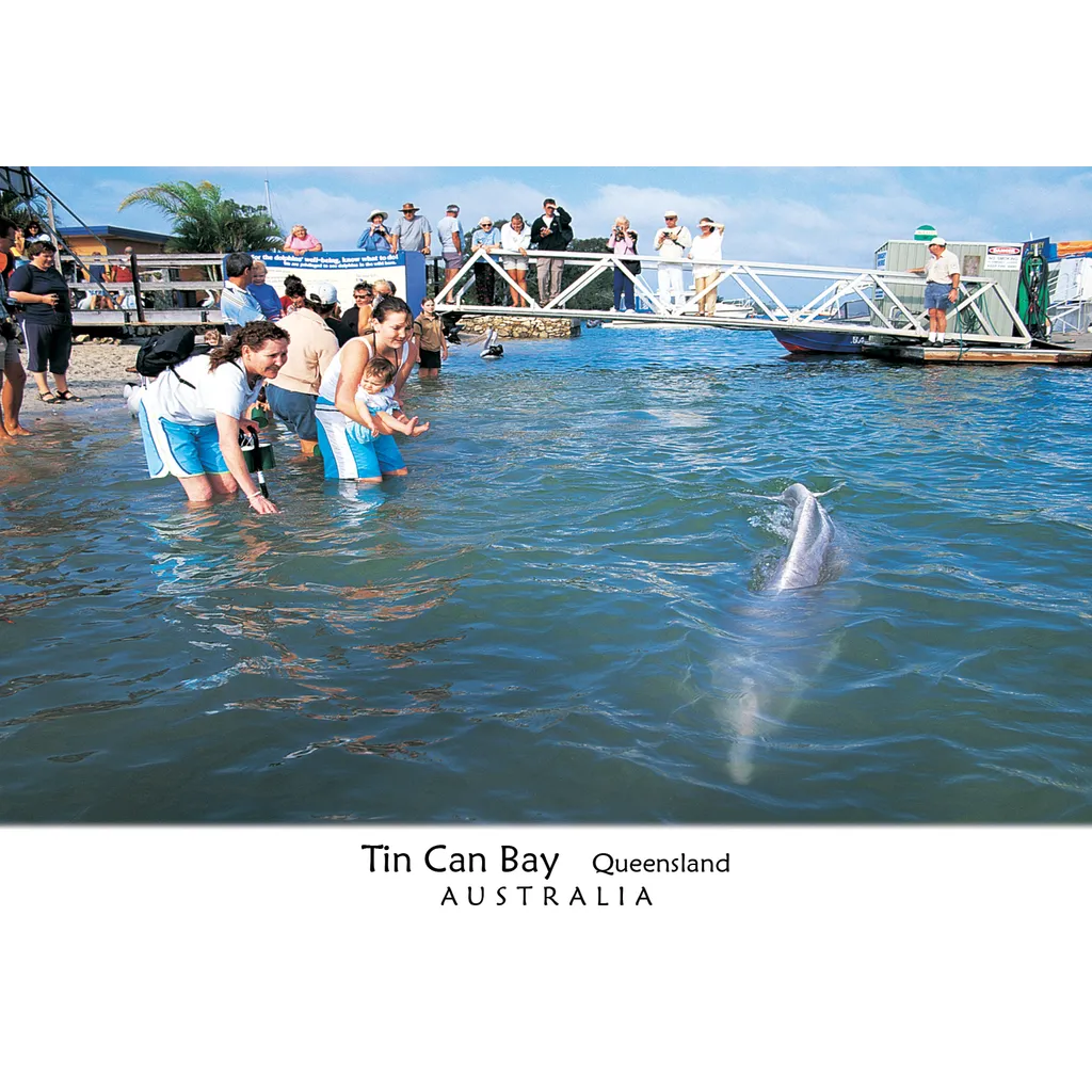 Tin Can Bay - Dolphin Feeding