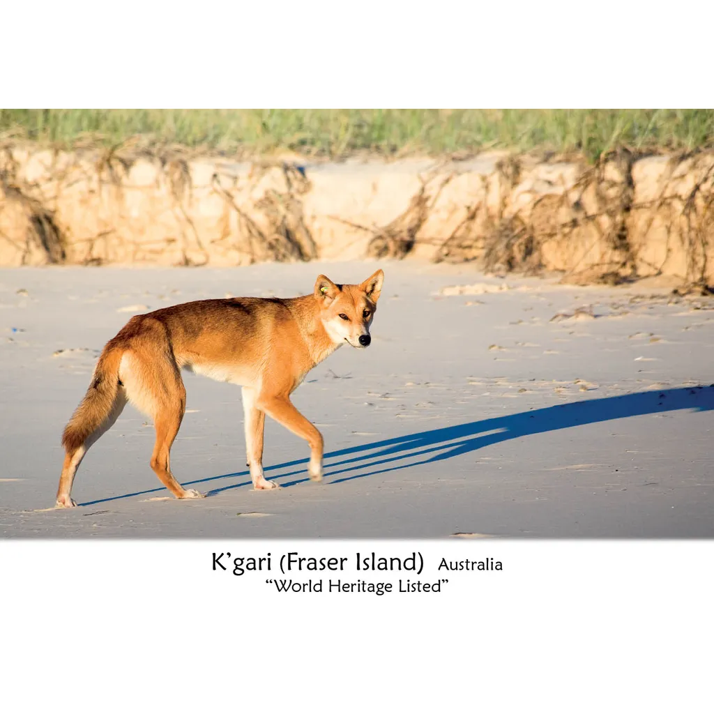 Dingo Kgari Fraser Island