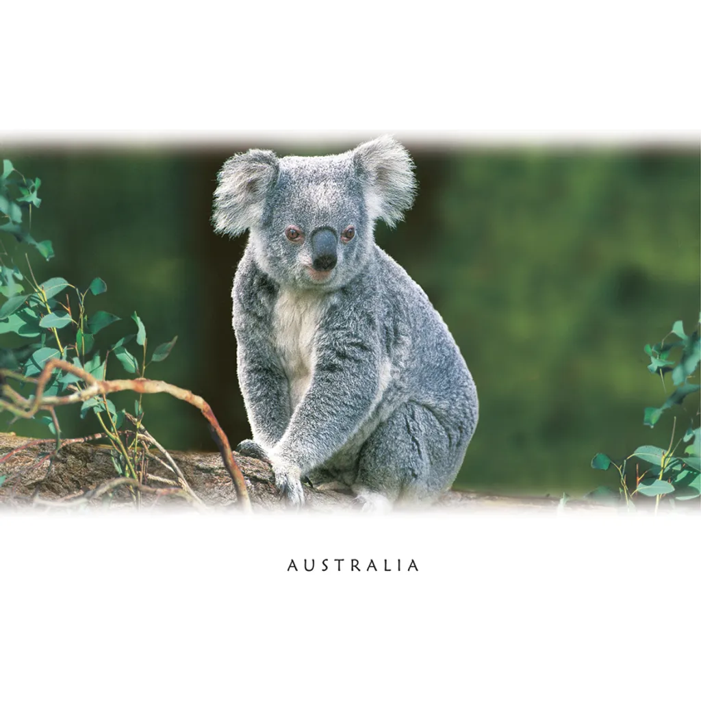 Koala