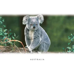 Koala