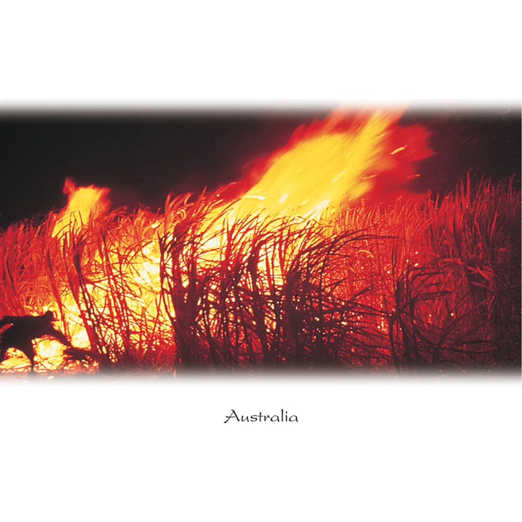 Sugar Cane Fire