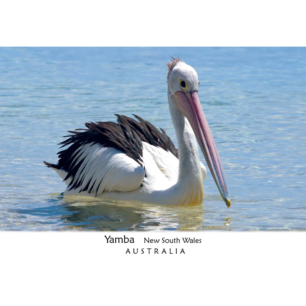 Pelican Yamba