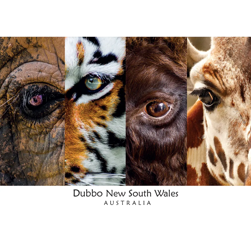 Eyes Elephant Tiger Bison Giraffe Dubbo