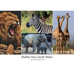 4 View Lion Elephant Zebra Giraffe Dubbo