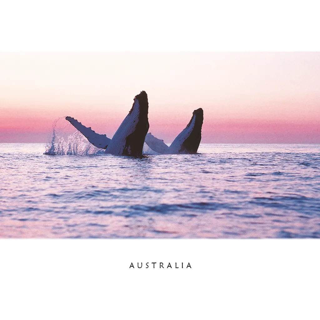 Whales at Sunset